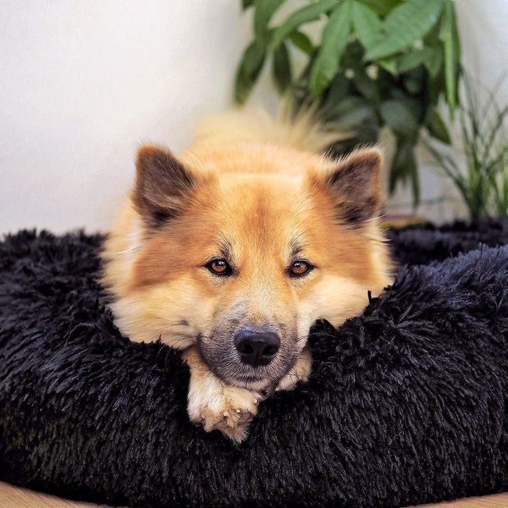 Fluffy Plus hundsäng – Originalet