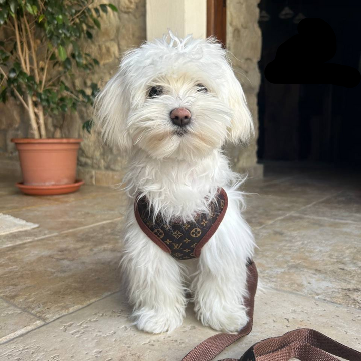 Sele- och Kopplingsset – PawLuxe
