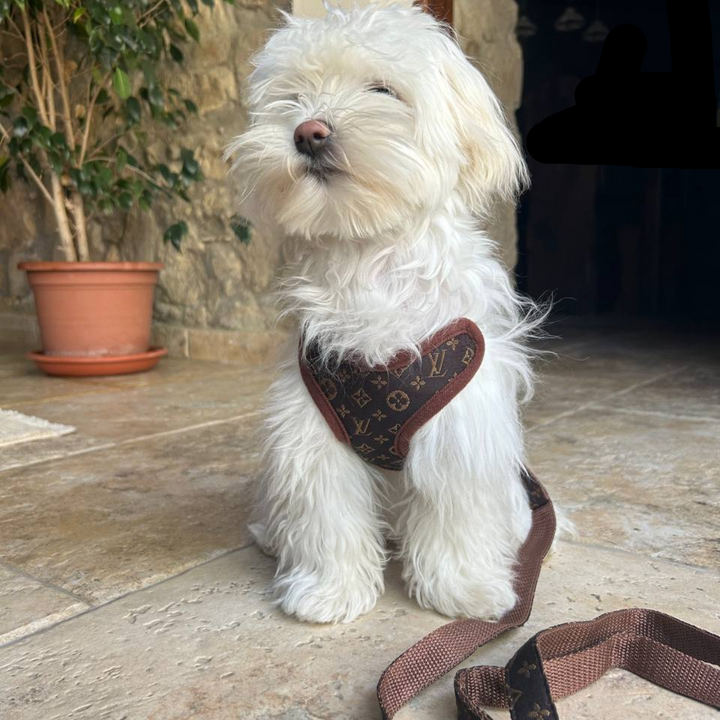 Sele- och Kopplingsset – PawLuxe