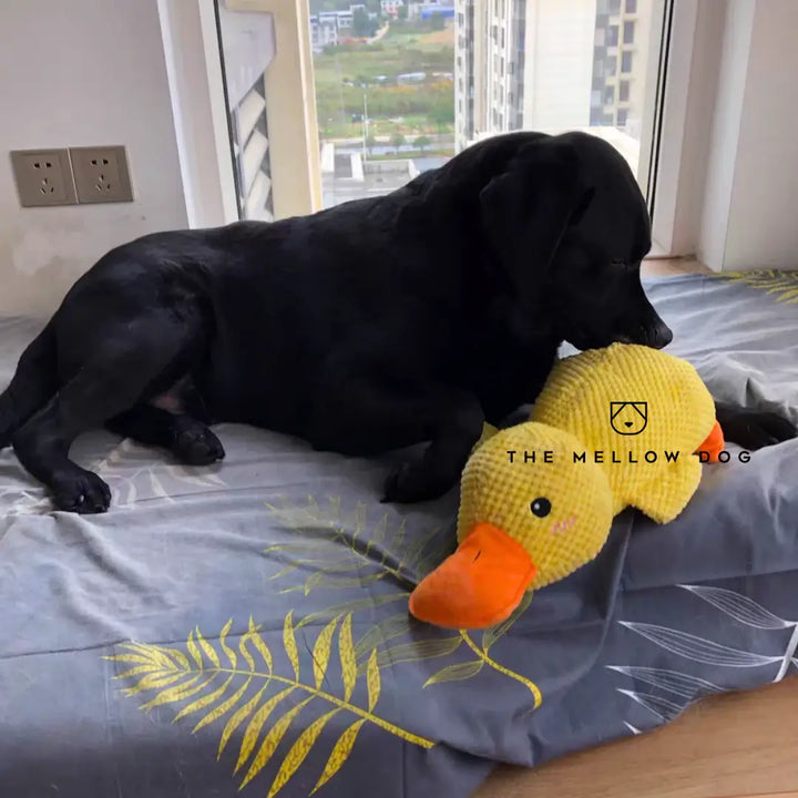 Anka Calming – för din hunds glädje och välbefinnande