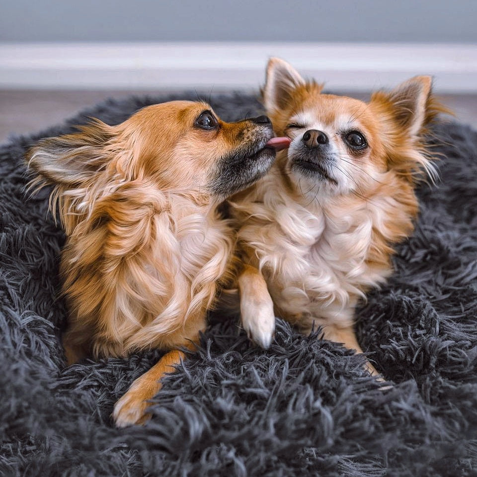 Fluffy Plus hundsäng – Originalet