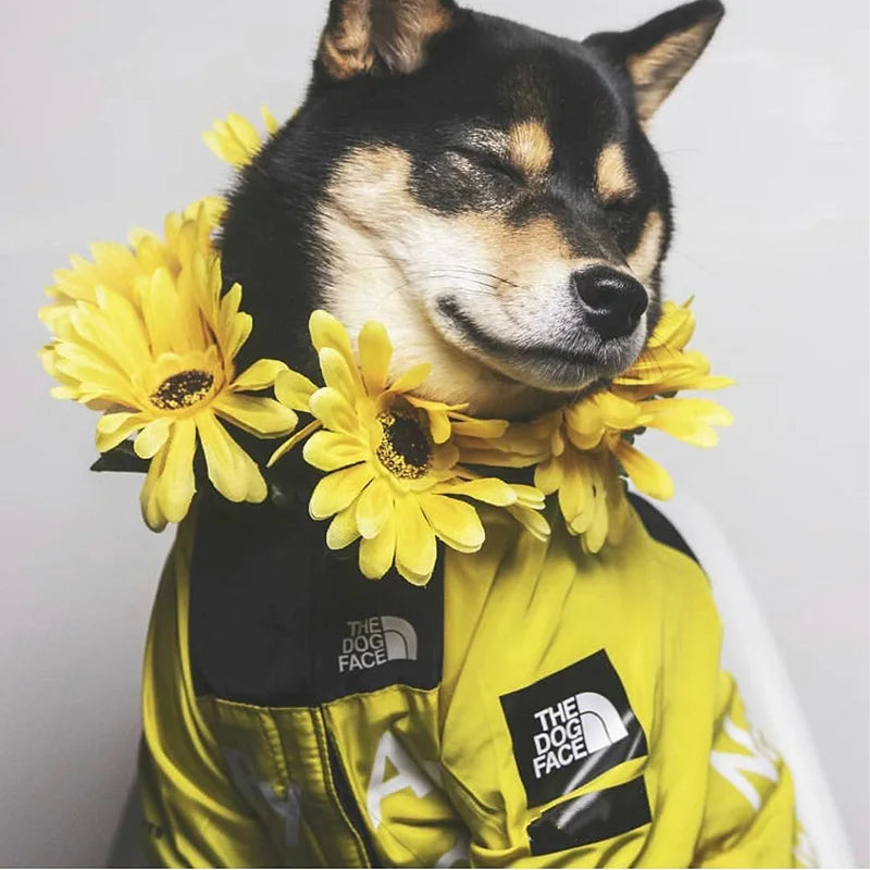 PawDry vattentät hundjacka | Lätt vindtät jacka för fransk bulldogg, chihuahua med flera