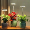 Fullspektrum-LED-växtlampa med timer och dimmerfunktion