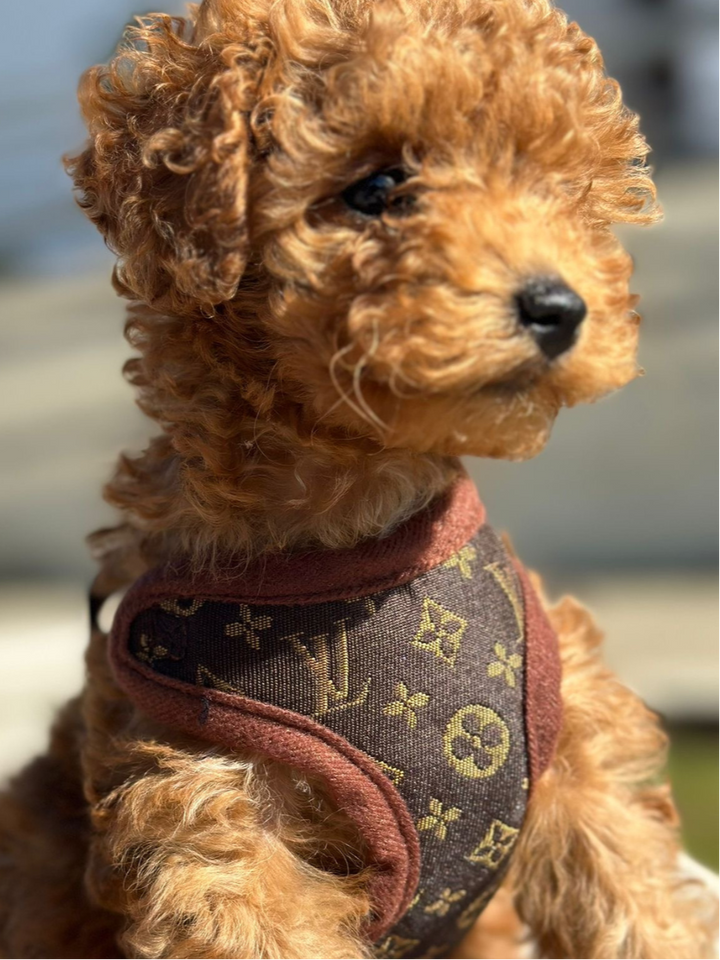 Sele- och Kopplingsset – PawLuxe