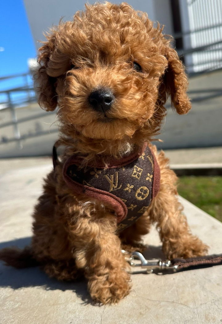 Sele- och Kopplingsset – PawLuxe