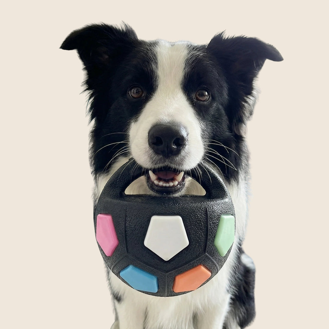 Oförstörbar hundboll för kraftiga tuggare