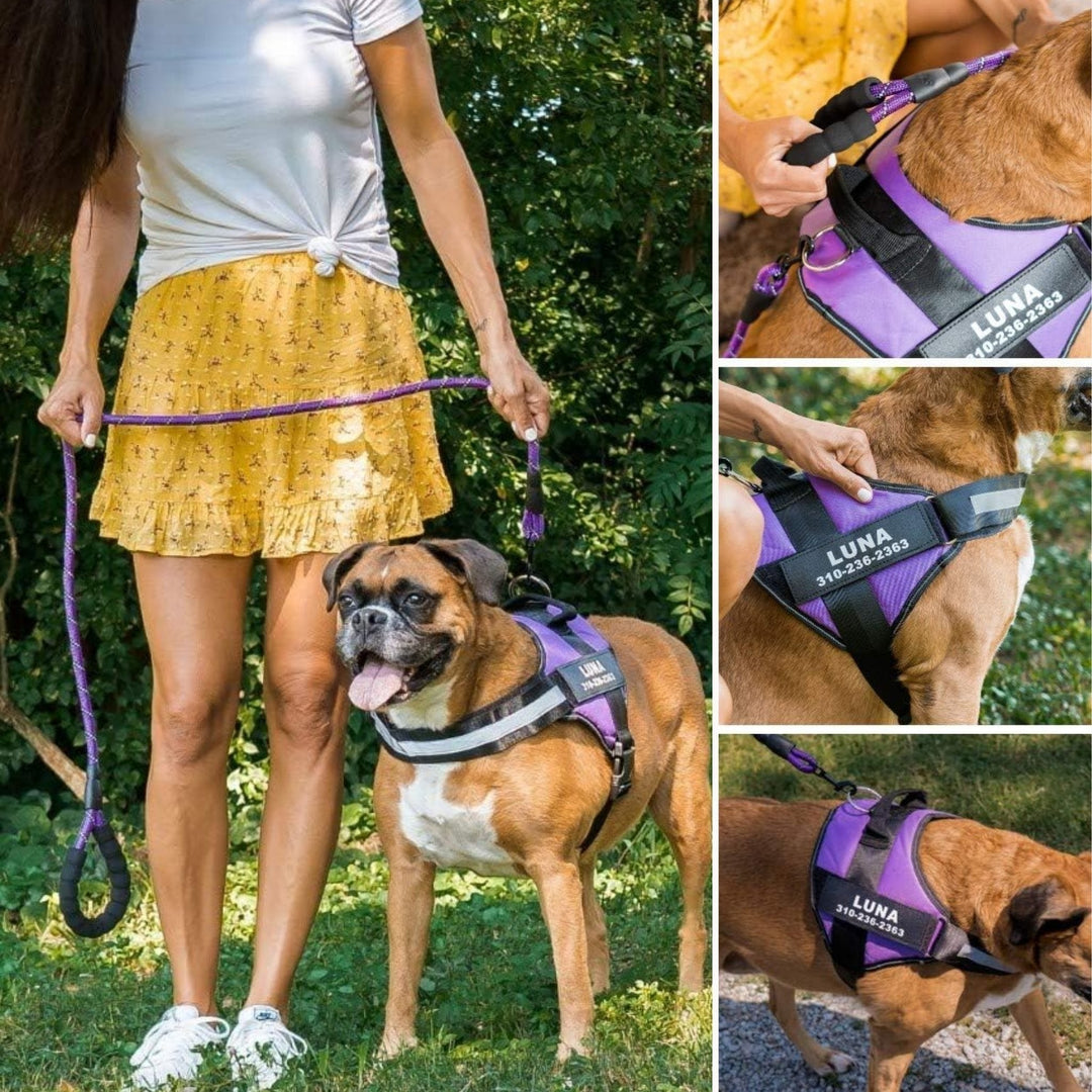 Personifierbar hundsele – reflekterande och stödjande design