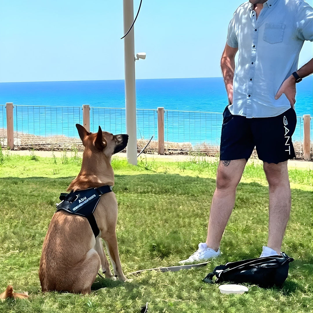 Personifierbar hundsele – reflekterande och stödjande design