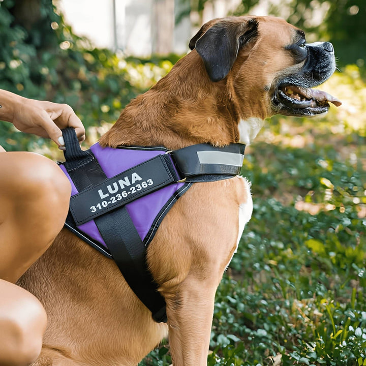 Personifierbar hundsele – reflekterande och stödjande design
