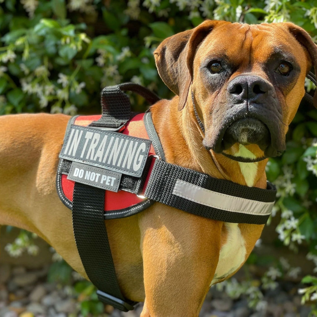 Personifierbar hundsele – reflekterande och stödjande design