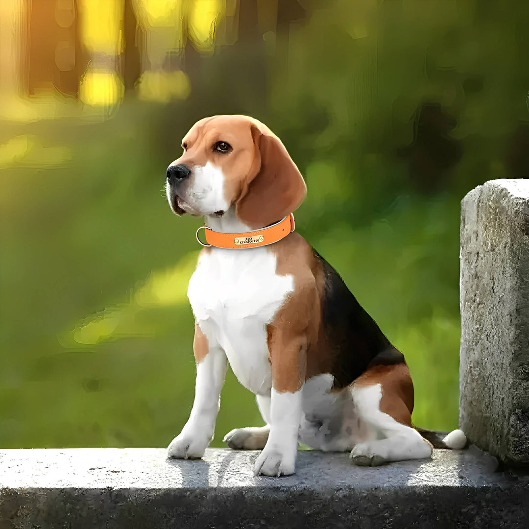 Graverat hundhalsband i läder med personligt namnskylt