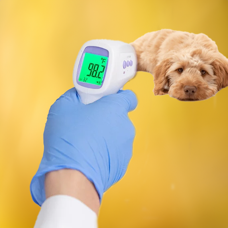 Beröringsfri hundtermometer med avläsning med ett klick